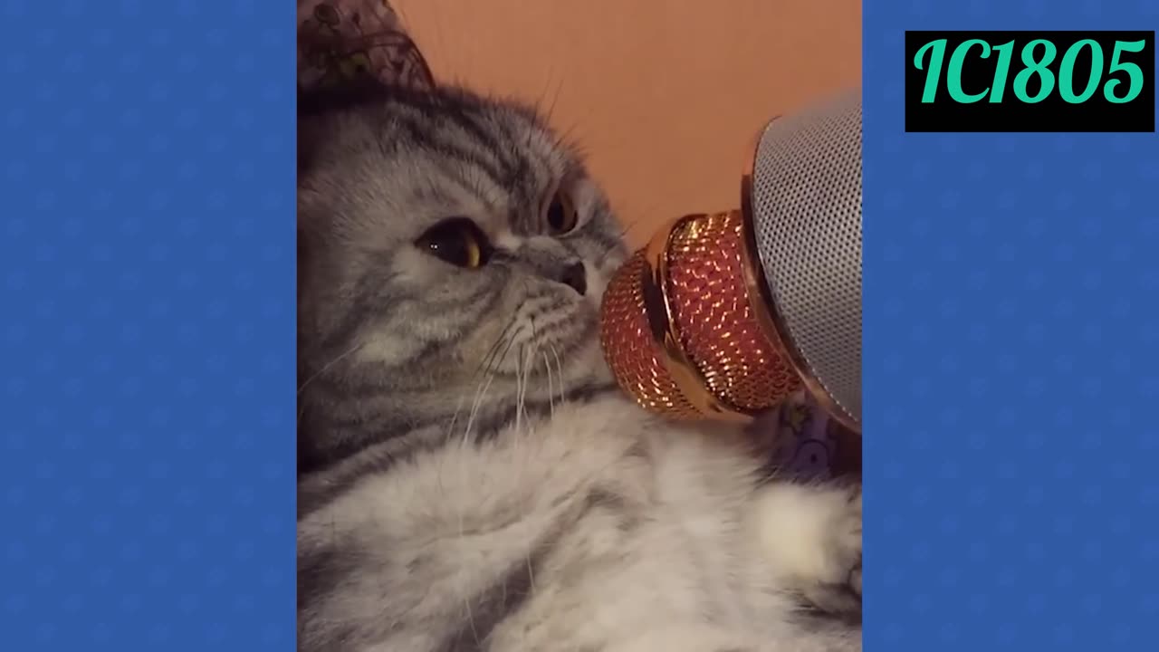 Funny pets doing funny things!