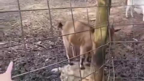 Ceesil the goat is hitching a ride again