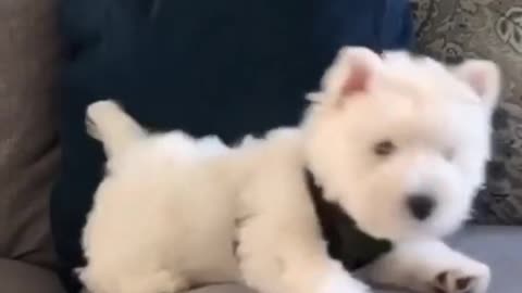Cutest Puppies Ever Compilation! / Compilație cu Cei Mai Drăgălași Cățeluși! 🥹🐶