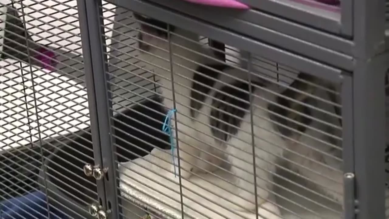 The Spokane humane society is waving pet adoption fees tomorrow at the Northpoint Pet Smart