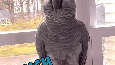 talking parrot names fruits 😂🍌🥦 funny bird talks!