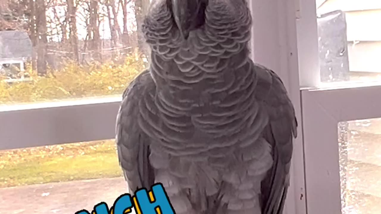 talking parrot names fruits 😂🍌🥦 funny bird talks!