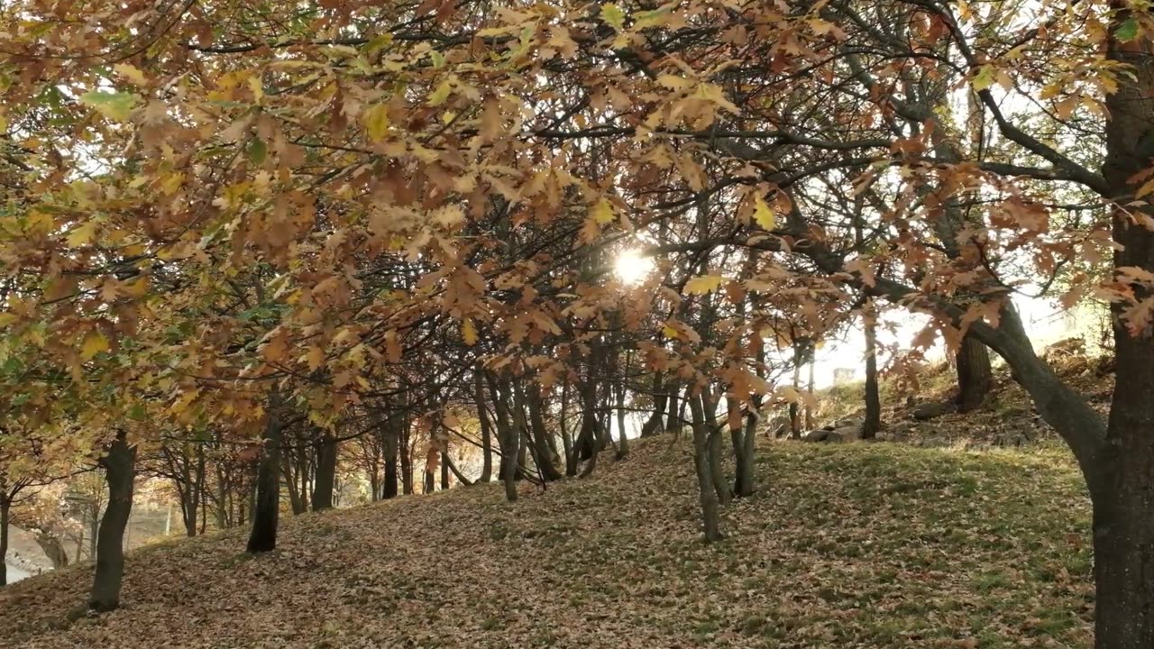 Excado Yolo Quiet Mind Mix