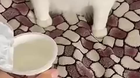 Try Not to Laugh 😂 | Super Funny & Cute Animal Videos That Will Break You