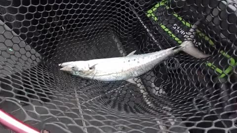 How We Caught a Mackerel on a BAIT JIG! Totally Unexpected (7)