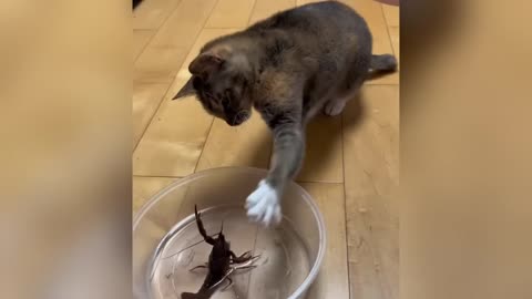 Funniest Cats and Dogs Clip 2025😼🐶Try Not To Laugh😜