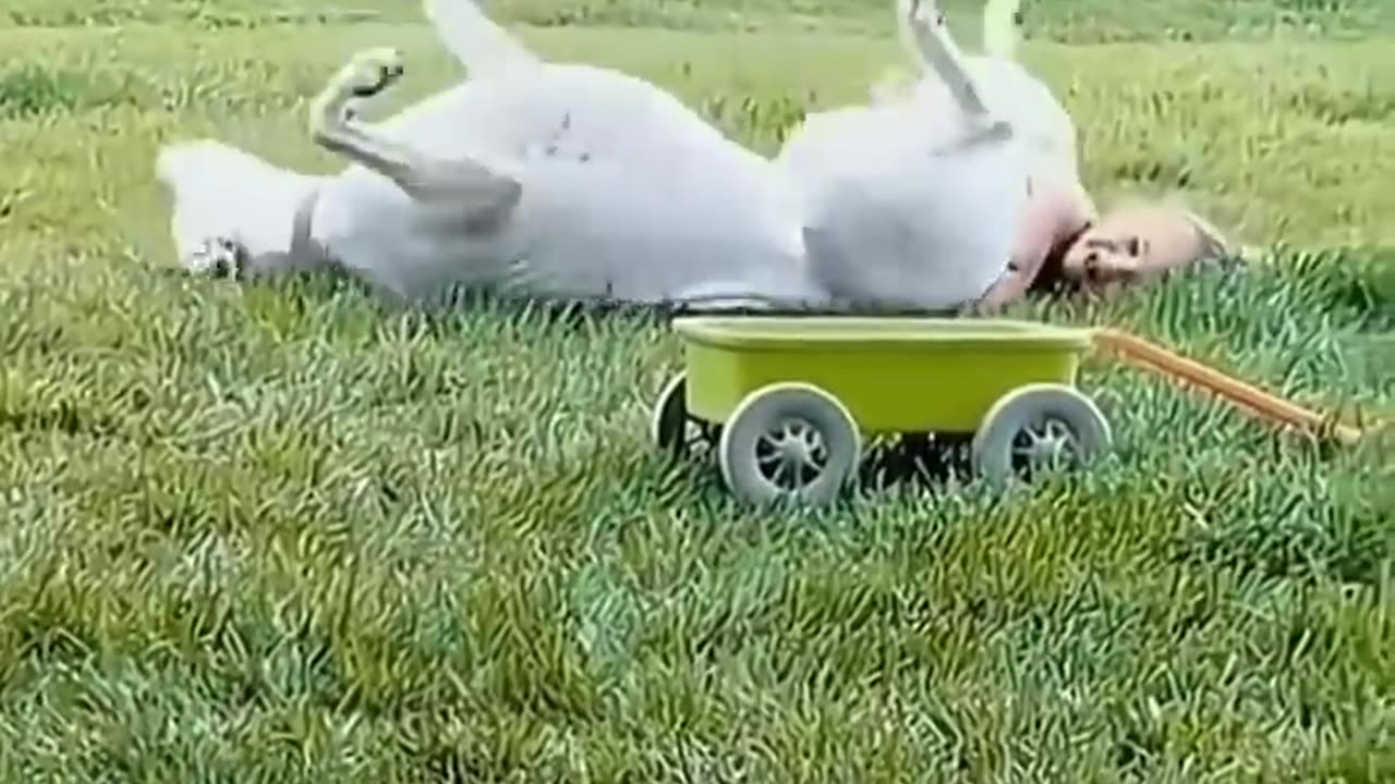 Funny animals 🤣