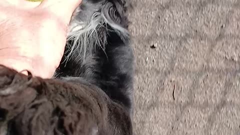Lola the dog locals wanted to eat alive, believing they abused the mentally ill