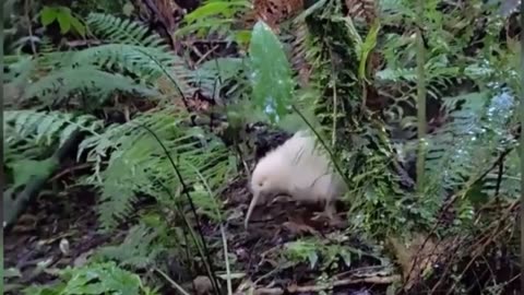 🧡✨ Rare White Kiwi Spotted Returning to Its Burrow! Nature's Hidden Gem | FeedMyCuriosity