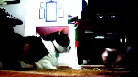 THE BIGGEST CAT YOU EVER SEEN!! 2025-07-07-(2s069)