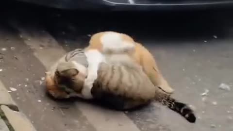 Funny Cats fight