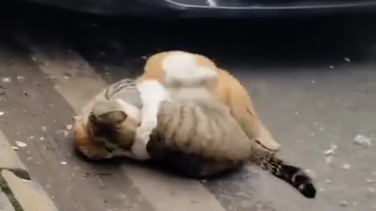 Funny Cats fight