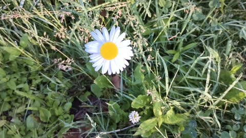 Daisy