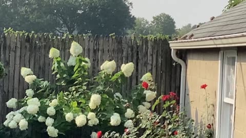 Sparrows and a mockingbird