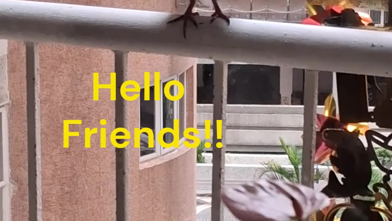 Rola Afternoon Chill