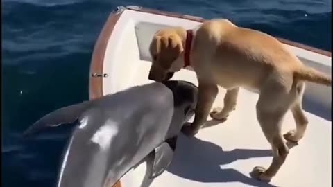 A dog and a dolphin, beautiful friendship