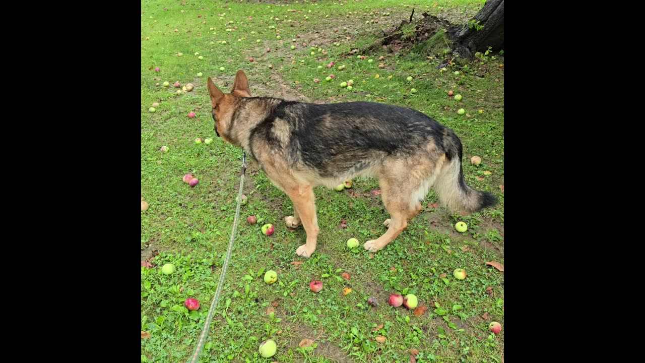 Virgil the sable german shepherd.