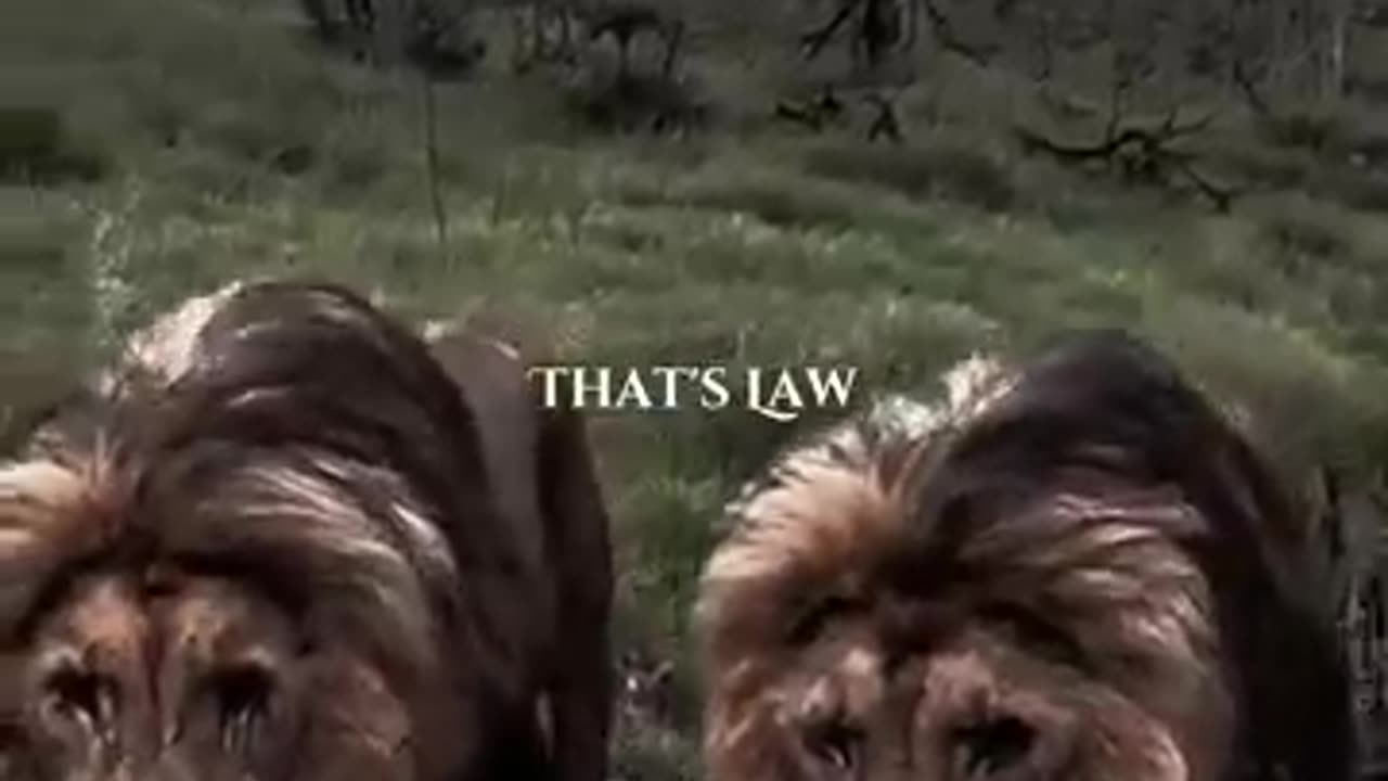 animals