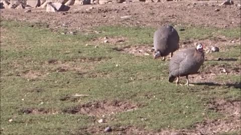guinea fowl