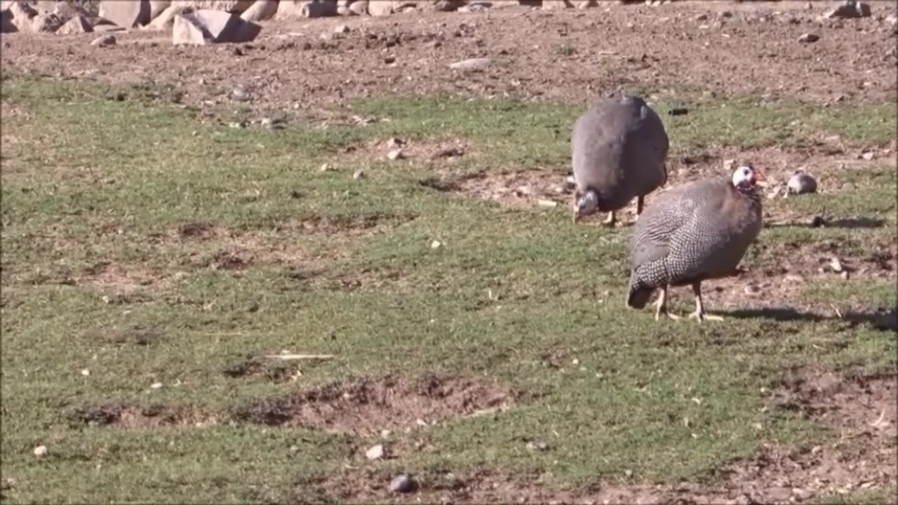 guinea fowl