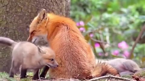 Mother Fox Shows Love – A Carnivore’s Gentle Side