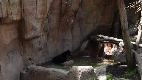 Andean Bear Bathing at The San Diego Zoo