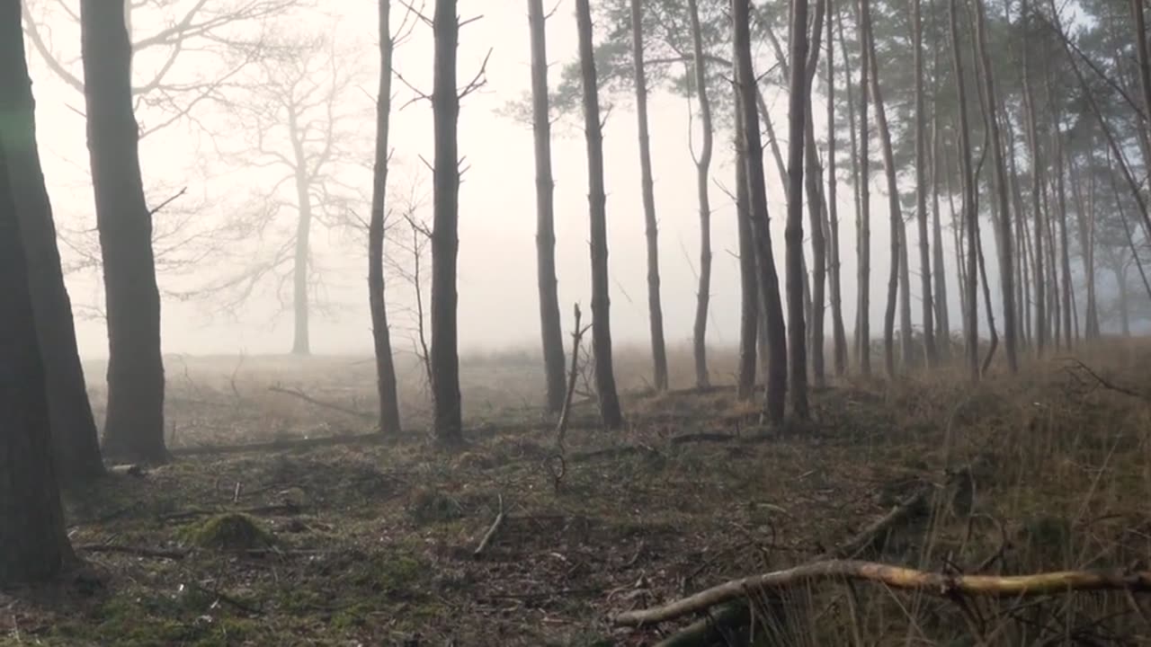 Forest, nature, fog