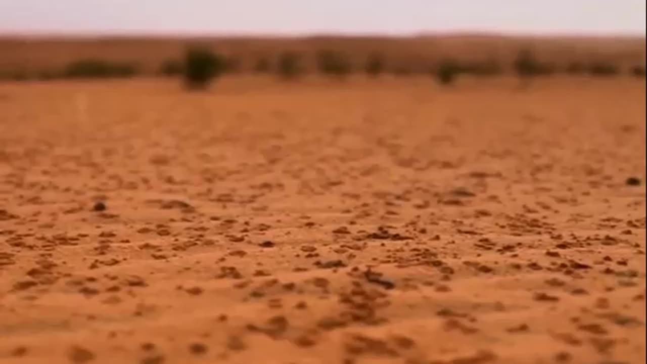 قراءة سورة الفاتحة للشيخ صالح السويح -حفظه الله-