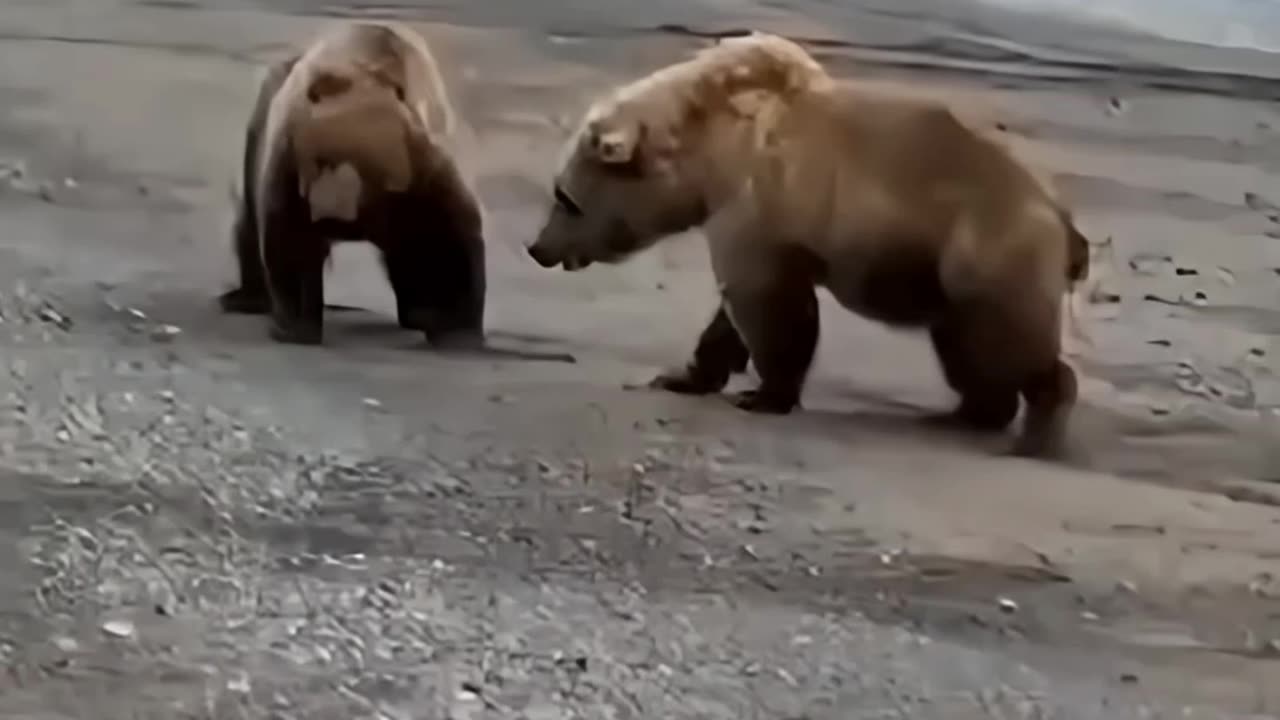 Alaska Fight Club