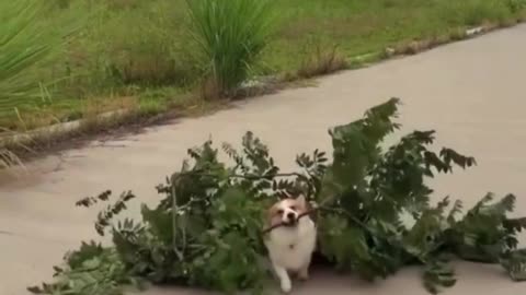 When You’re Small But Have Big Goals 🌿💪 | Determined Doggo Moments