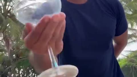 Sweet Orange - Aloe Vera Drink | Wild Cookbook