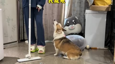 lovly dogs