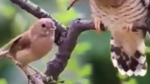 💋Great Gesture, Helping an old Bird with Food