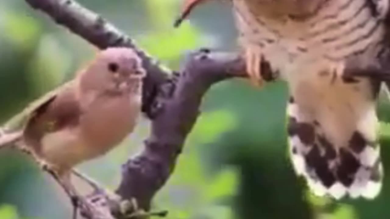 đŸ’‹Great Gesture, Helping an old Bird with Food