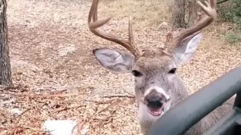 Whitetail deer in rut