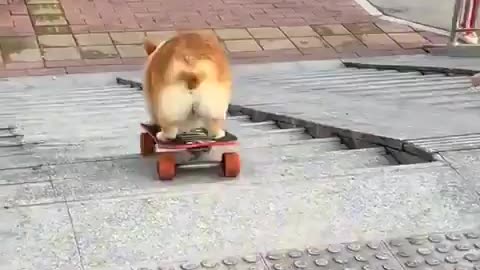 Skateboarding doggy