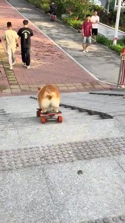 Skateboarding doggy