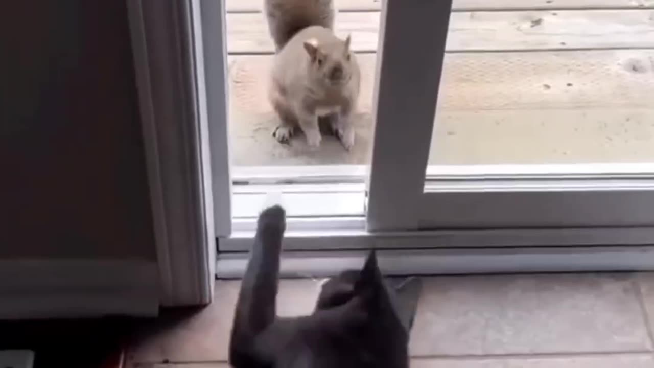 Paws and Laughs | Heartwarming Feline Fun 🐾✨