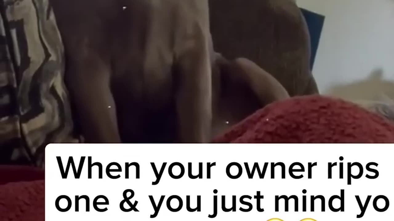 When You Fart in Front of Your Dog🤣🤣🤣