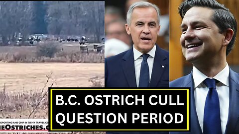 Ostrich Culling And Poilievre HAMMERS Mark Carney During Question Period