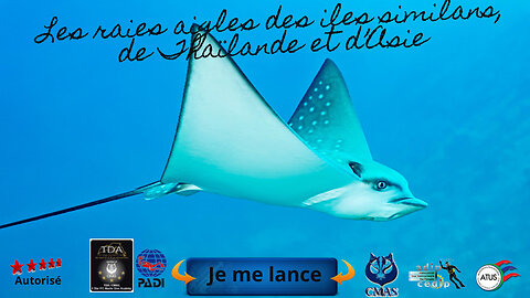 Richelieu Rock, paradis des plongeurs, explorez la biodiversité marine