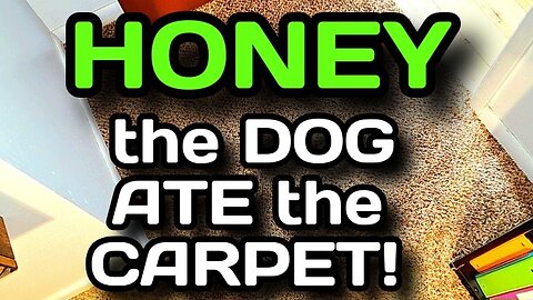 Oh No! My Dog Ate the Carpet! {A Simple DIY Carpet Repair}
