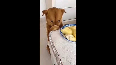 Shy puppy