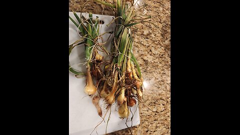 Yellow Onion Storage