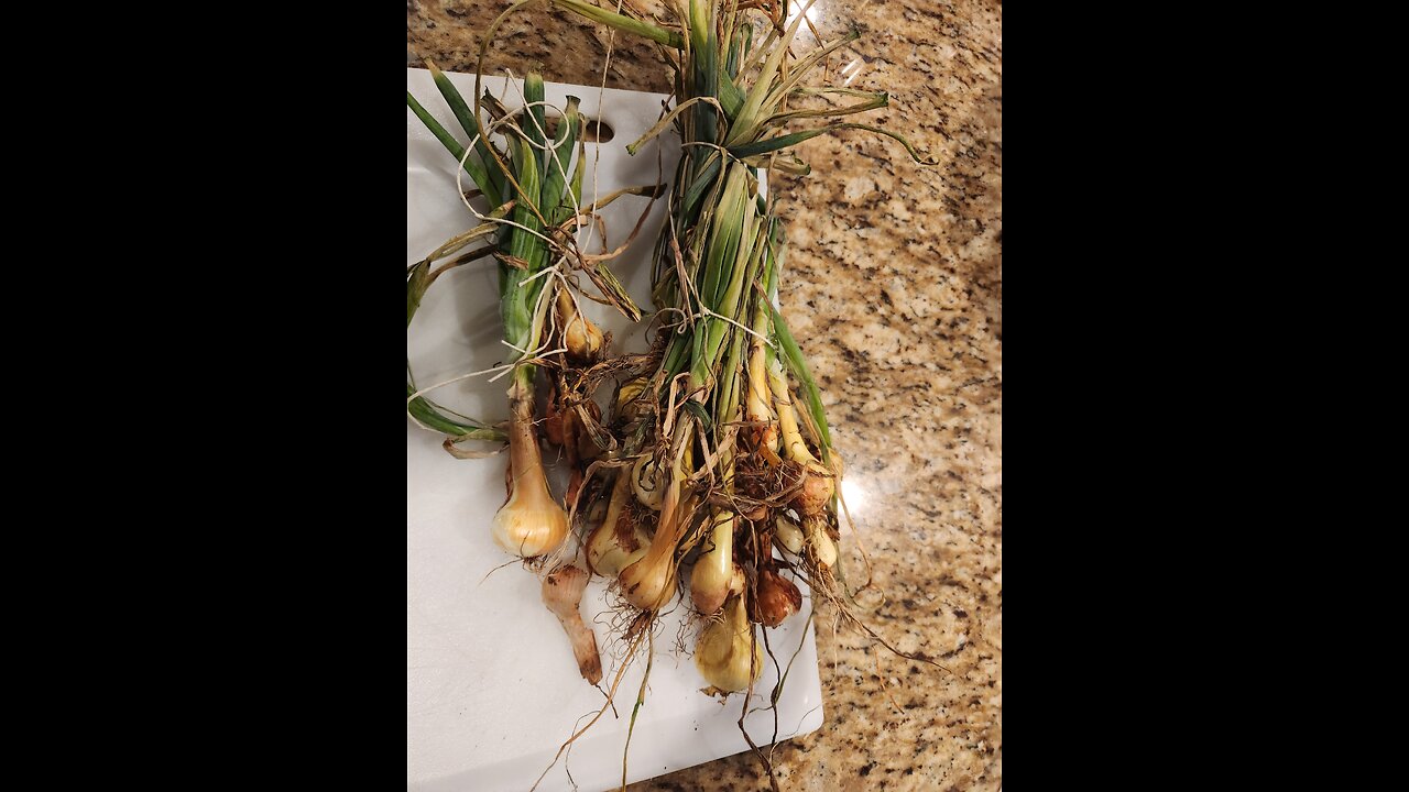 Yellow Onion Storage