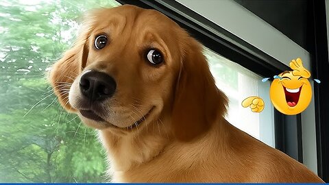 When Your Dog Sees the Ocean for the First Time! 😂 Funny Dogs and Water Reactions