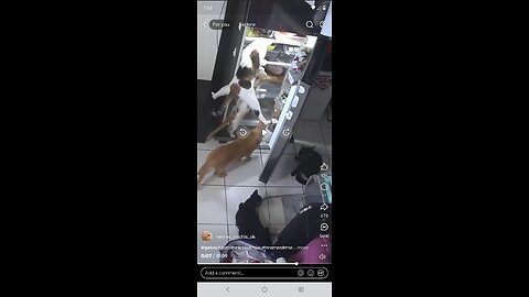 owning cats