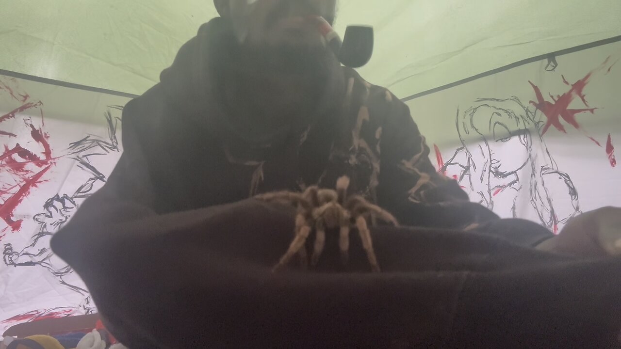 Lil Wayne tobacco tarantula