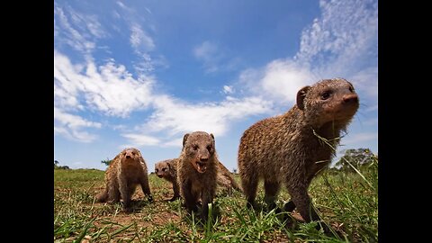 MONGOOSE MENTALITY