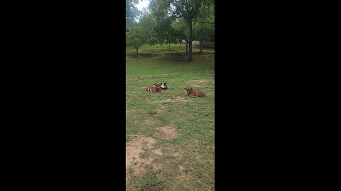 Shorthorn Plus heifers 2025.